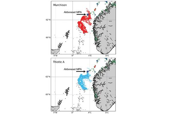 Simulations run by the INSITE Phase 1 project “ANChor” show the oceanic pathways that protected corals of Lophelia pertusa from the Thistle A and the (now derogated) Murchison platforms may follow, including some of which end up settling in Norway’s Aktivneset marine protected area. Image from the INSITE Phase 1 ANChor project.
