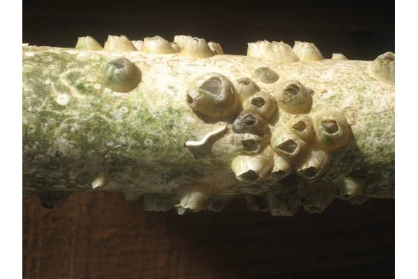 Control Test Article A (no coating). Note that the dense ringlet pattern around the developed adult barnacles on this section of test article A. There is no coating. The surface is PVC pipe. Many juveniles failed to develop, but quite a few did bond well and reach adulthood, leading to the conclusion that all barnacles are not created equal. Photo: Courtesy APV Engineered Coatings